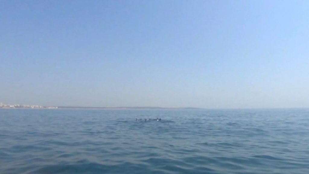 Delfine beobachten