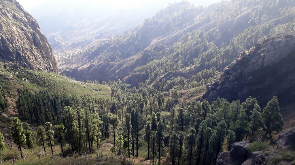 Bosque en el Roque de Agando