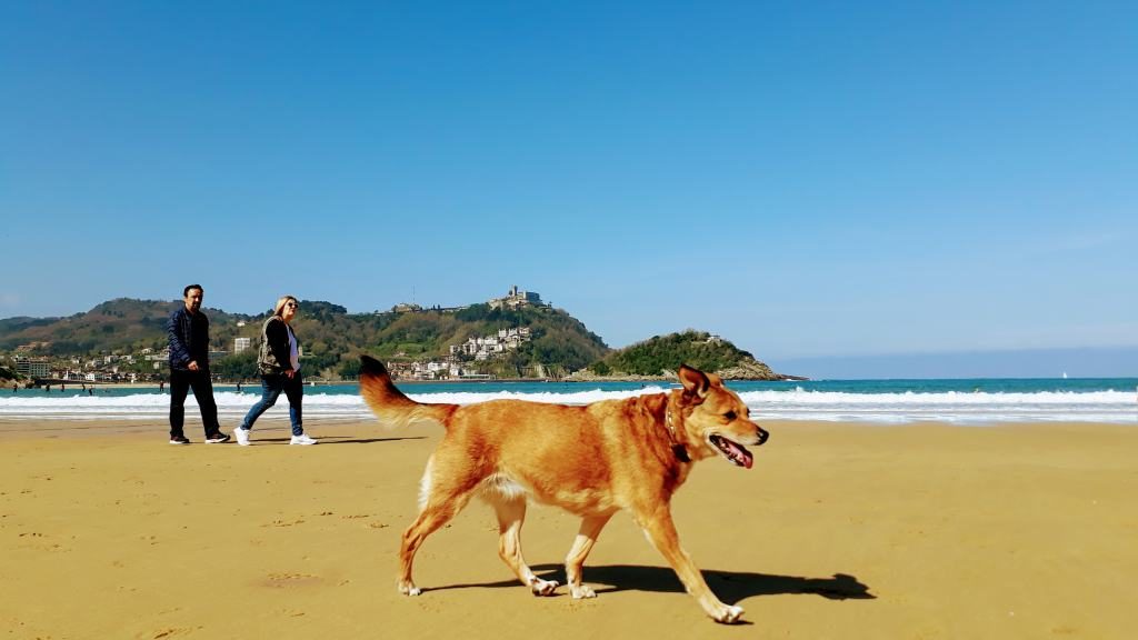 Der beliebte Stadtstrand Playa de La Concha in San Sebastián wird auch von Hunden oft frequentiert
