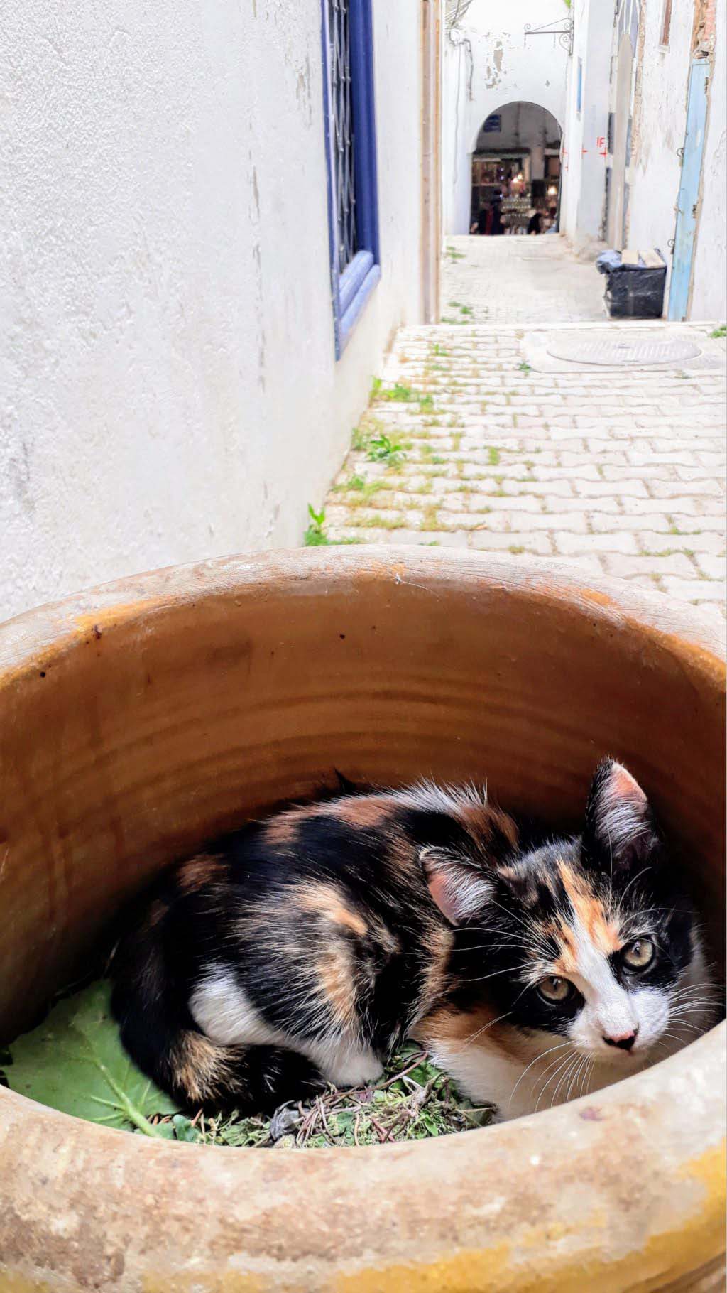 Cat in the Medina of Tunis: a little bit of cat content is always good.... ;)
